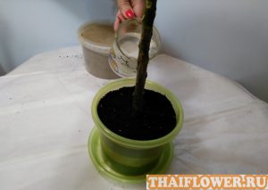 Выращивание Плюмерии фото полив посаженого